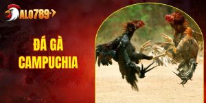 Đá gà Campuchia ALO789 - Sân Chơi Uy Tín Số 1 Hiện Nay