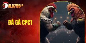 Đá Gà CPC1 - Cược trực tiếp đá gà kịch tính tại ALO789