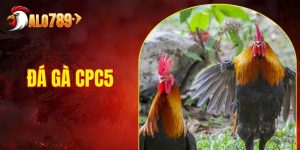 Đá Gà CPC5 - Nơi Quy Tụ Những Trận Đấu Kịch Tính Nhất