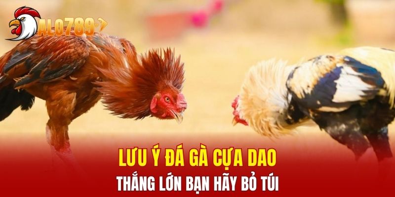 Lưu ý đá gà cựa dao thắng lớn bạn hãy bỏ túi