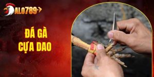 Đá Gà Cựa Dao Là Gì? Chiến Thuật Cược Bất Bại Cho Tân Thủ