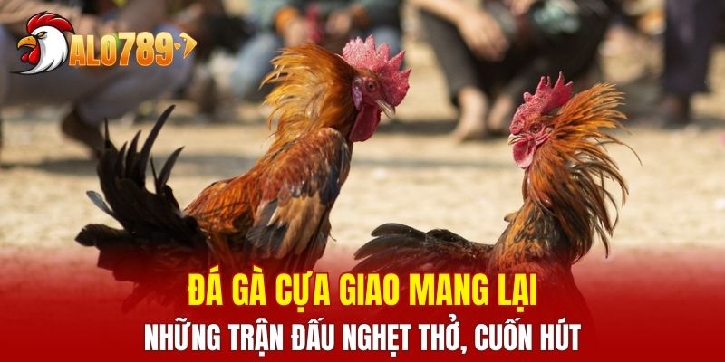 Đá gà cựa giao mang lại những trận đấu nghẹt thở, cuốn hút