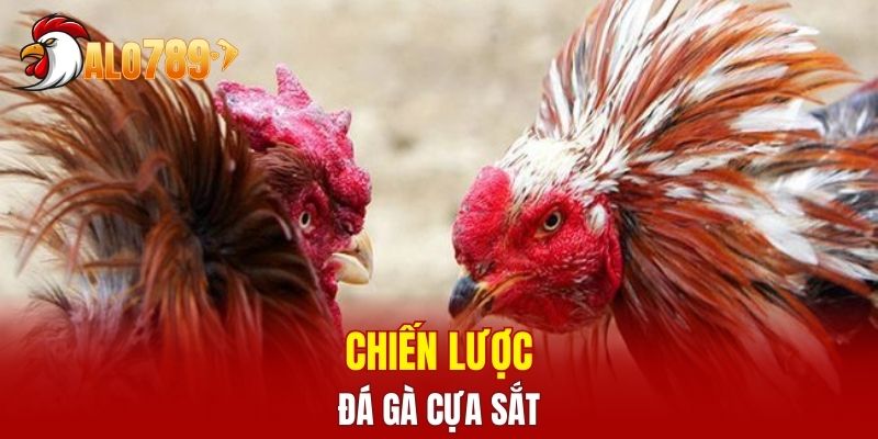 Chiến lược đá gà cựa sắt tất thắng