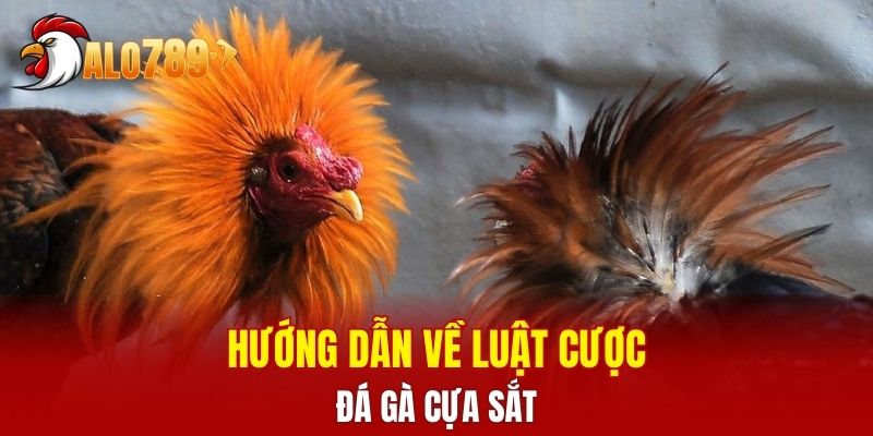 Hướng dẫn về luật cược đá gà cựa sắt
