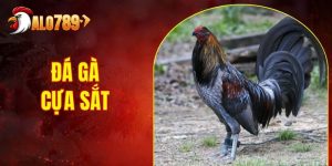 Đá Gà Cựa Sắt - Chơi Thắng Lớn Với Các Cửa Cược Cơ Bản
