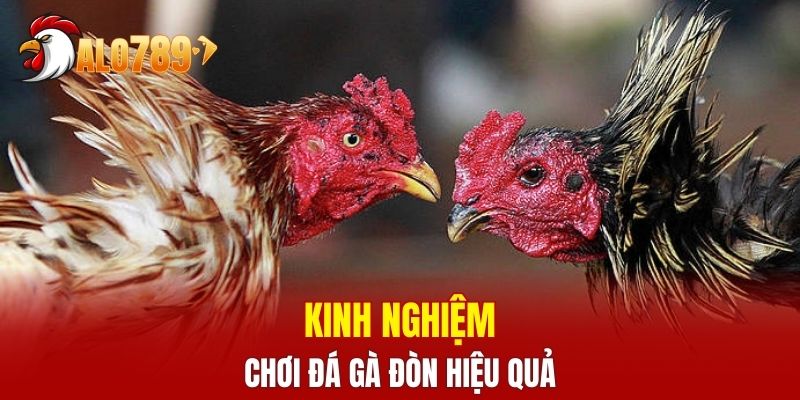 Bí quyết giúp chơi đá gà đòn hiệu quả hơn