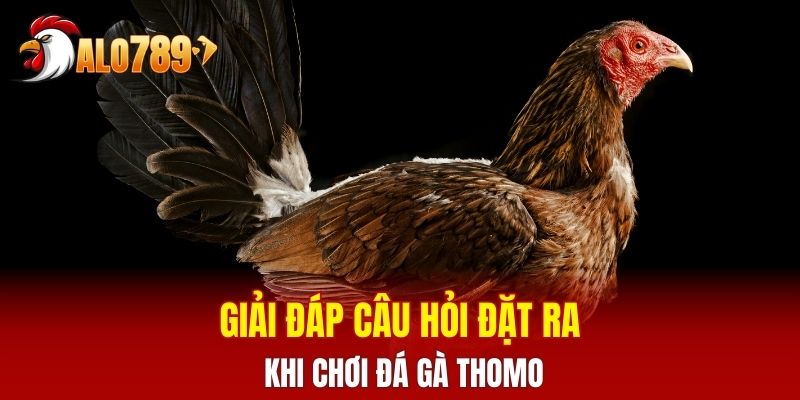 Giải đáp câu hỏi đặt ra khi chơi đá gà Thomo