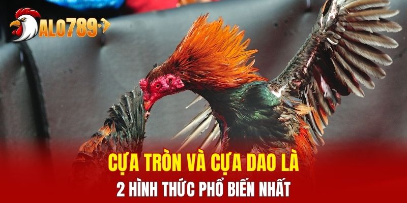 Cựa tròn và cựa dao là 2 hình thức phổ biến nhất