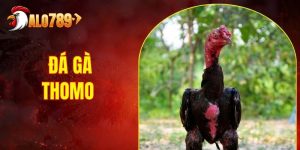 Đá Gà Thomo - Hình Thức Cùng Cách Chơi Tại Nền Tảng ALO789