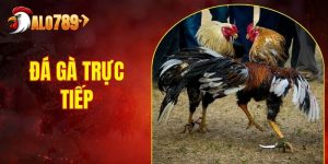 4 Lý Do Nên Xem Đá Gà Trực Tiếp ALO789 Ngay Hôm Nay