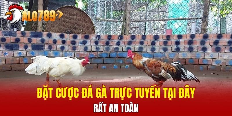 Đặt cược đá gà trực tuyến tại đây rất an toàn
