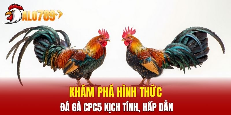Khám phá hình thức đá gà CPC5 kịch tính, hấp dẫn