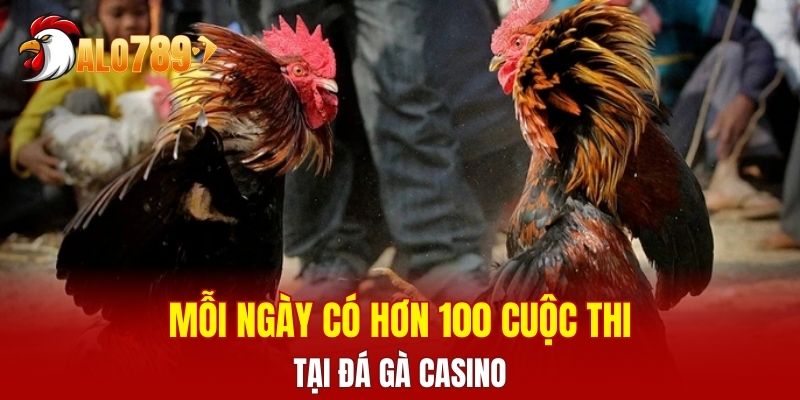 Mỗi ngày có hơn 100 cuộc thi tại đá gà casino 