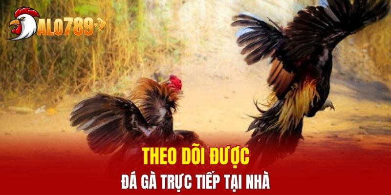 Theo dõi được đá gà trực tiếp tại nhà