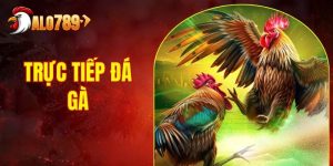 4 Thông Tin Cần Biết Khi Theo Dõi Trực Tiếp Đá Gà ALO789