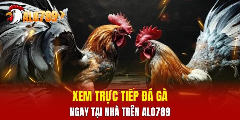 Xem trực tiếp đá gà ngay tại nhà trên ALO789 